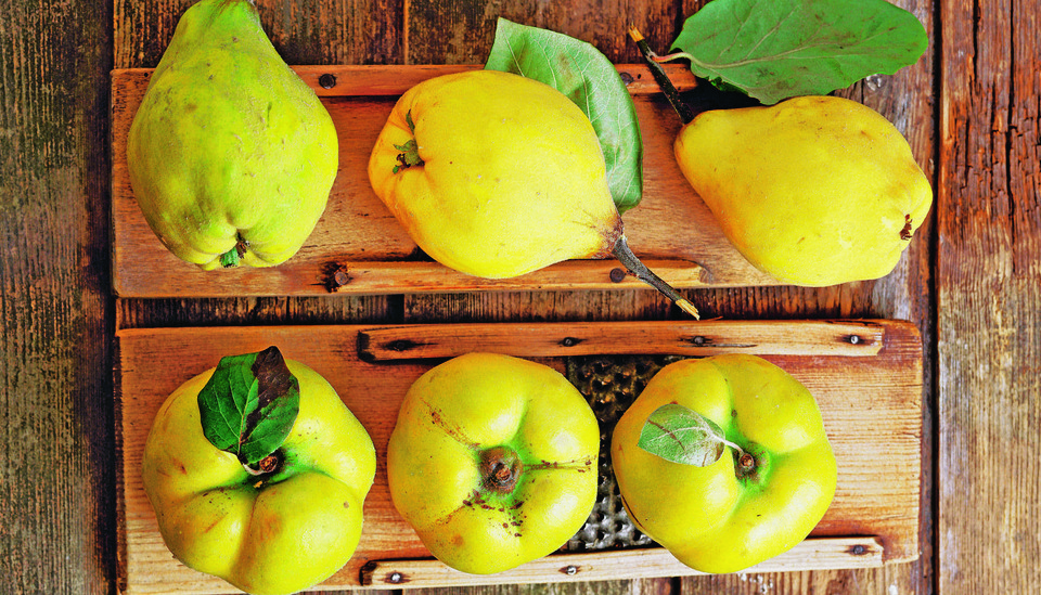 Айва: полезные свойства и рецепты из «золотого яблока»